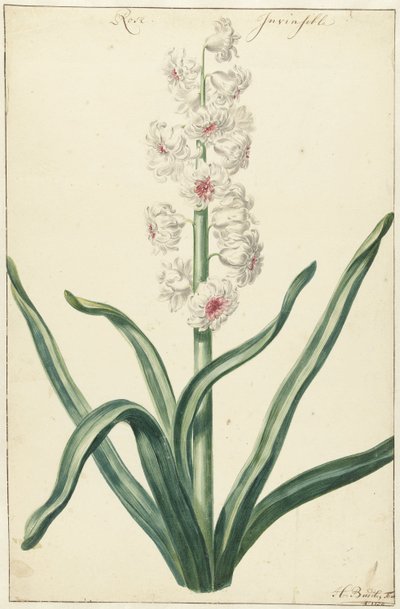 Weiße Hyazinthe von Hendrik Budde
