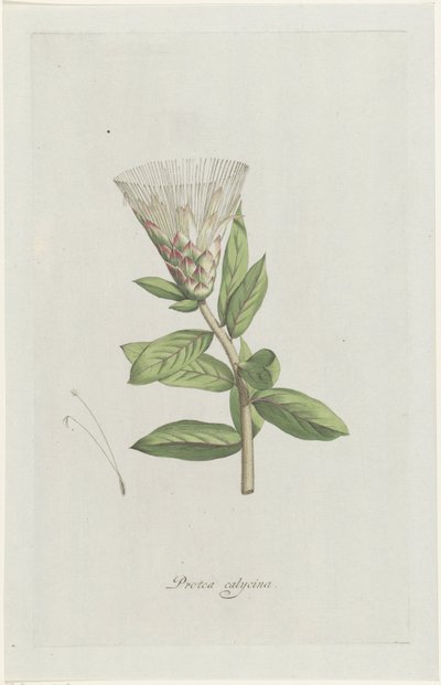Protea calycina von Hendrik Schwegman