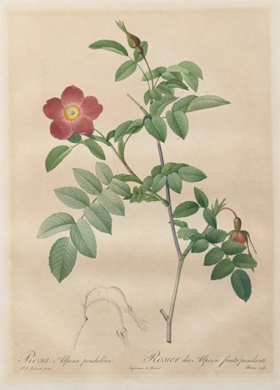 Die Rosen: Rosa alpina pendulina, 1817-1824 von Pierre Joseph Redouté