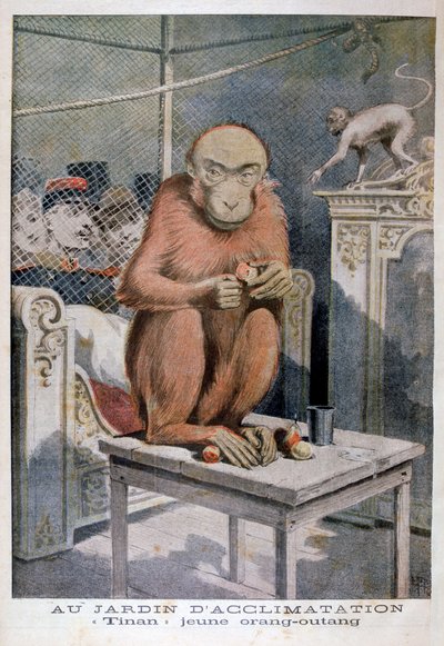 Tinan der Orang-Utan, 1896 von Henri Meyer
