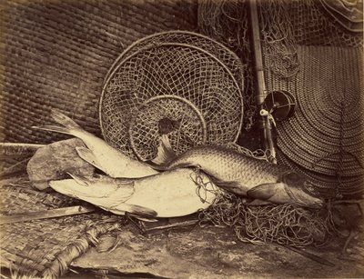 Stillleben mit Karpfen und Hecht von Henry Bailey