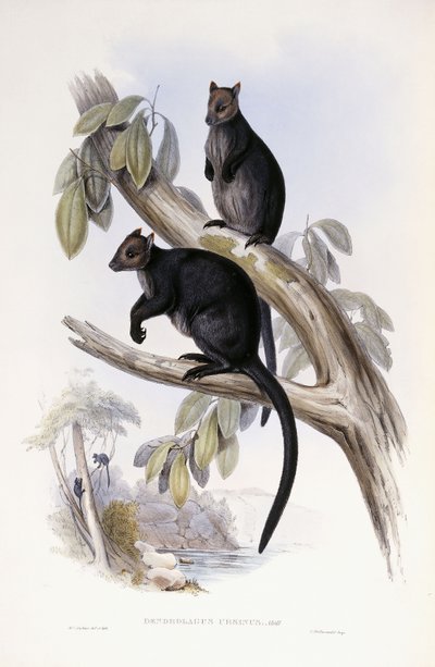 Baumkänguru von Henry Constantine Richter