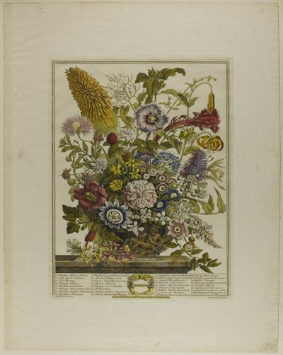 August, aus Zwölf Monate der Blumen von Henry Fletcher