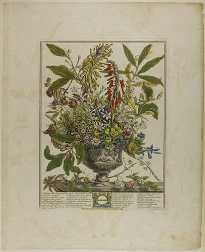 Januar, aus Zwölf Monate der Blumen von Henry Fletcher