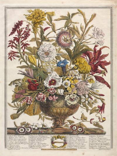 Zwölf Monate der Blumen: September, 1730 von Henry Fletcher