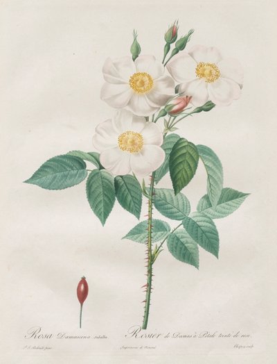 Die Rosen: Rosa Damascena, subalba von Henry Joseph Redouté