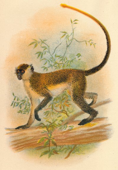 Grüne Meerkatze, 1897 von Henry Ogg Forbes