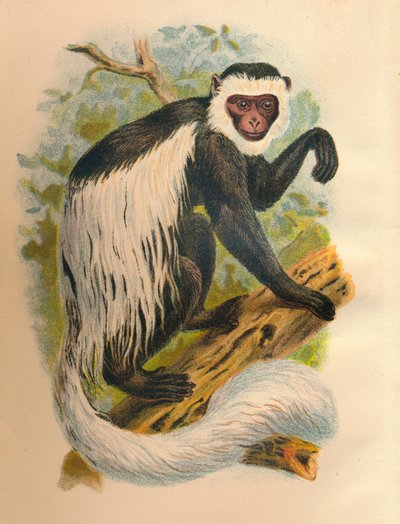 Der Weißschwanz-Guereza, 1897 von Henry Ogg Forbes