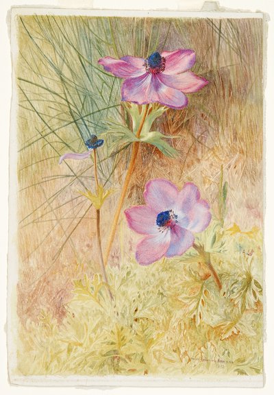 Florentiner Wildanemonen von Henry Roderick Newman