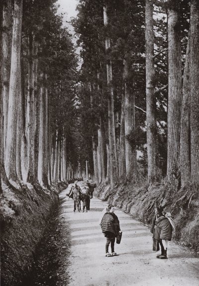 Die Kryptomerienallee in Nikko (s/w Foto) von Herbert Ponting