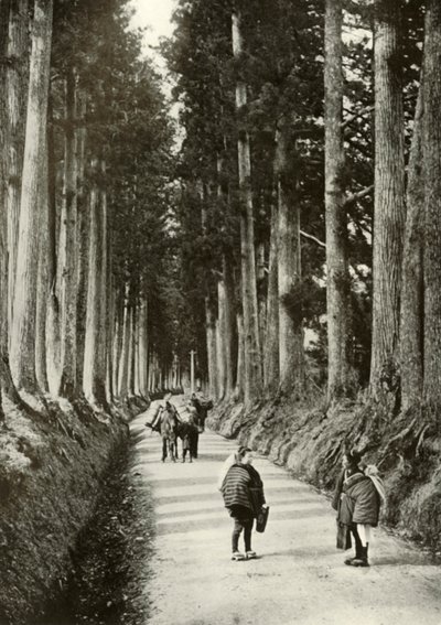 Die Kryptomerien in Nikko, 1910 von Herbert Ponting