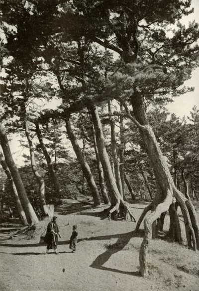 Die Kiefern von Shizu-Ura, 1910 von Herbert Ponting