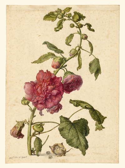 Eine Stockrose von Herman Saftleven the Younger