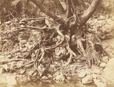 Baum mit Wurzelgewirr von Hugh Owen