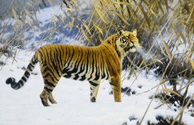 Tiger in einer Winterlandschaft von Hugo Ungewitter