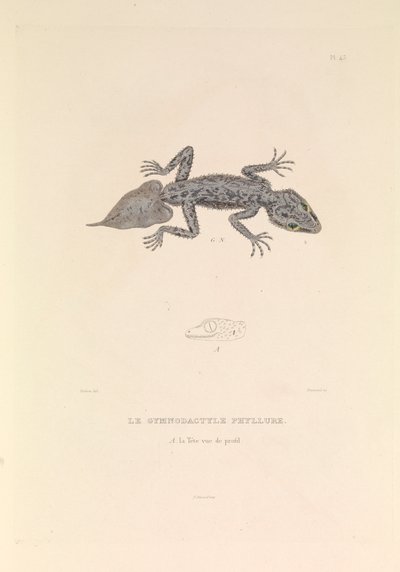 Der Gymnodactyle Phyllure von Hyacinthe Yves Philippe (1781 1846) Potentien