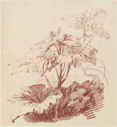 Blühende Pflanze mit Knospen von I Jean Baptiste Hüet