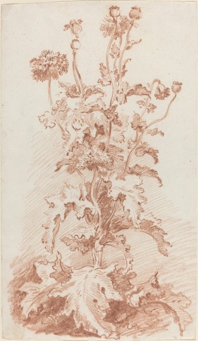 Mohnblumen mit Samenkapseln von I Jean Baptiste Hüet