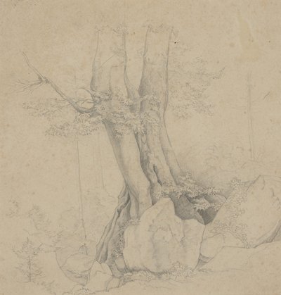 Baum und Felsen von Ida Weisselberg Hadra