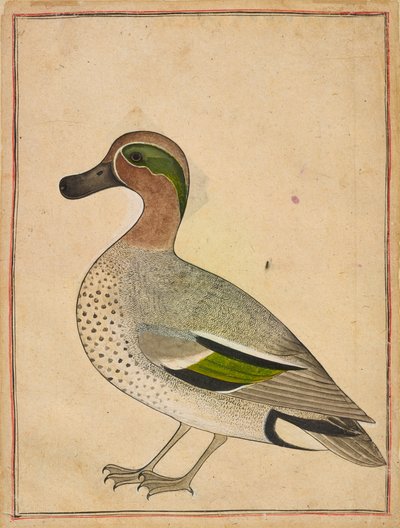 Ein Grünflügel-Teal, ca. 1730 von Indian School