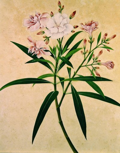 Oleander, ca. 1840 von Indian School