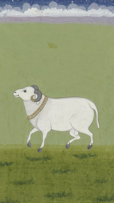 Widder mit goldenem Halsband, 1700-1799 von Indian School