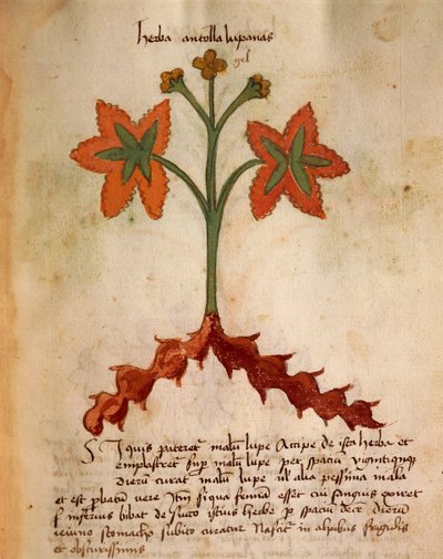 Antollas Lupanas von Italian School