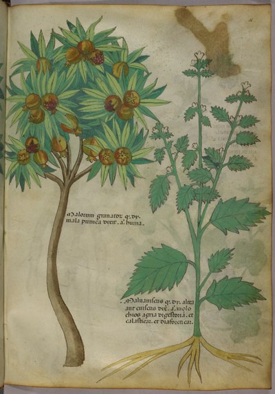 Botanische Illustration von Italian School