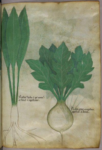Botanische Illustration, ca. 1440 von Italian School