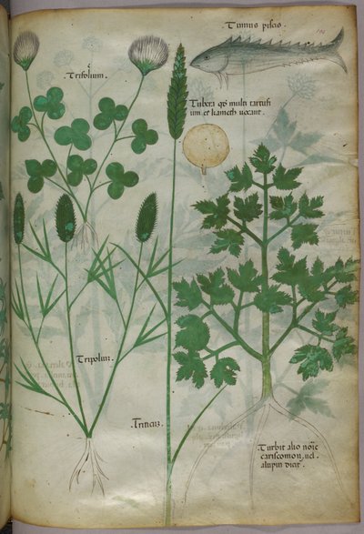 Botanische Illustration, ca. 1440 von Italian School