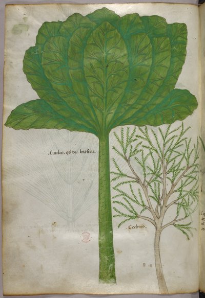 Botanische Illustration, um 1440 von Italian School