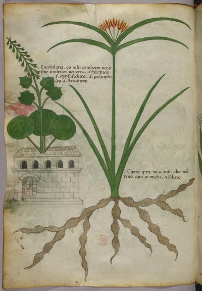 Botanische Illustration, um 1440 von Italian School
