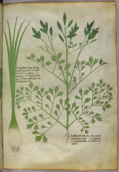 Botanische Illustration, um 1440 von Italian School