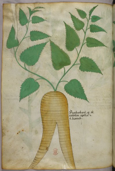 Botanische Illustration, um 1440 von Italian School