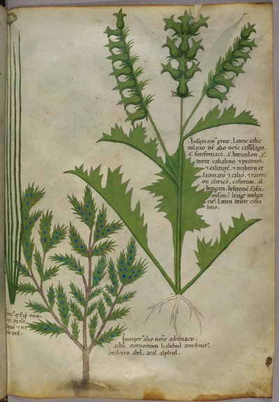 Botanische Illustration, um 1440 von Italian School