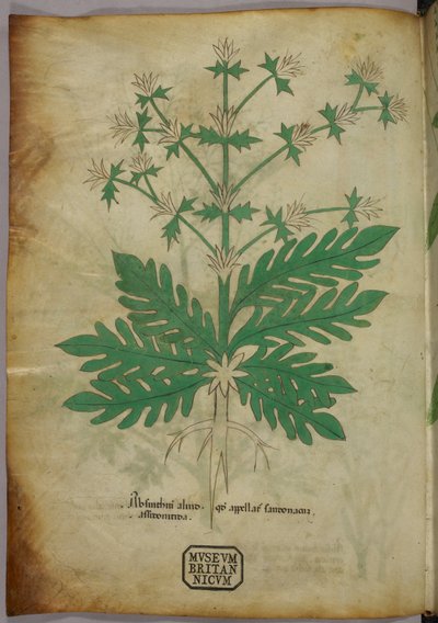 Botanische Illustration, um 1440 von Italian School