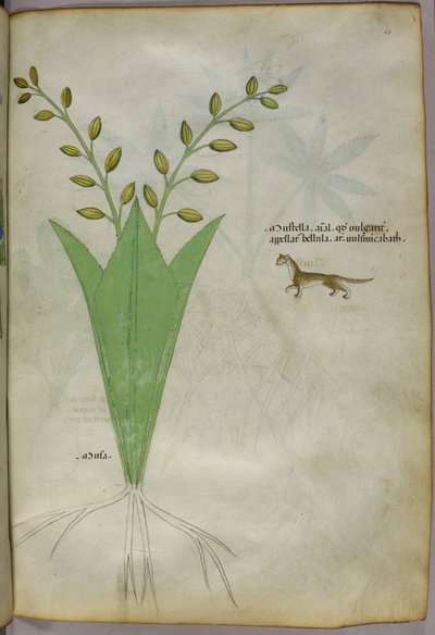 Botanische Illustration, um 1440 von Italian School