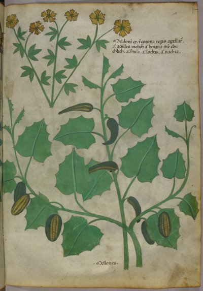 Botanische Illustration, um 1440 von Italian School