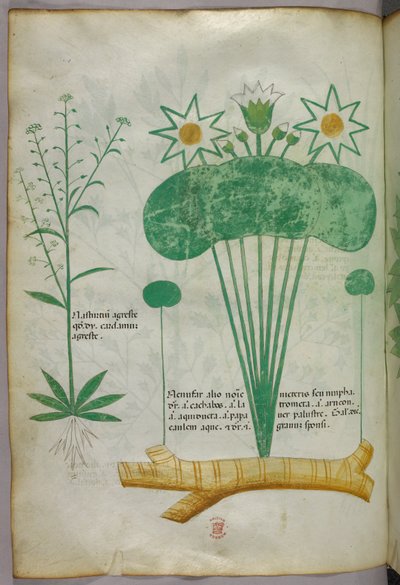 Botanische Illustration, um 1440 von Italian School