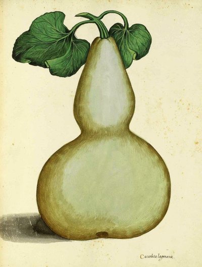 Kalebasse von Ulisse Aldrovandi von Italian School