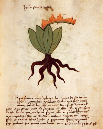 Balsamkraut (Tanacetum balsamita) von Italian School