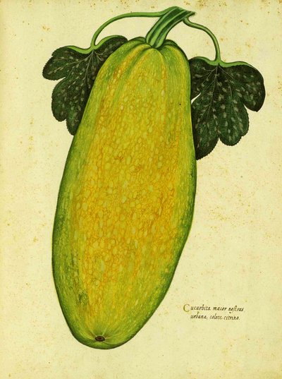 Erbstück-Kürbis von Ulisse Aldrovandi von Italian School