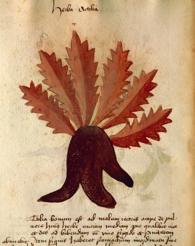 Herba Actila von Italian School