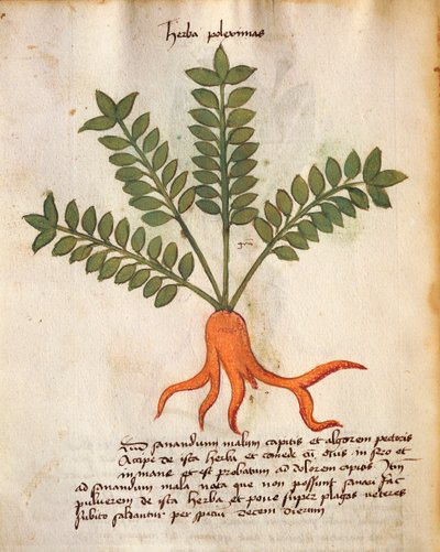 Herba Poleximos von Italian School