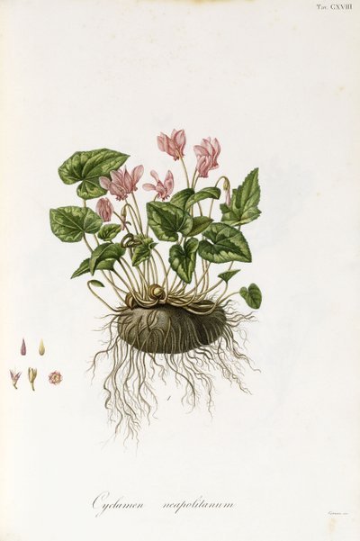 Efeublättriges Alpenveilchen - Cyclamen neapolitanum von Italian School