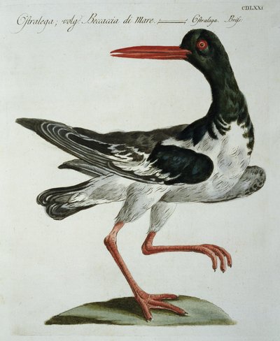 Austernfischer von Italian School