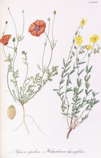 Papaver apulum und Helianthemum hyssopifolium, 1811-1838 von Italian School