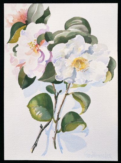 Kamelie, 1998 von Izabella Godlewska de Aranda