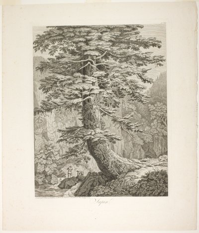 Tannenbaum von Jacob Philipp Hackert