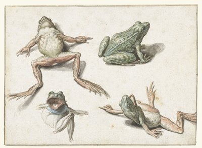 Vier Studien eines Frosches von Jacob de Gheyn (II)